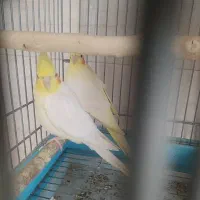 عروس هلندی مولد لوتینو مرواریدی وماده اماده