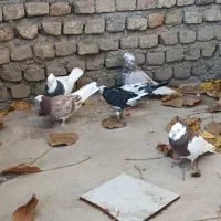 پول لازم هستم