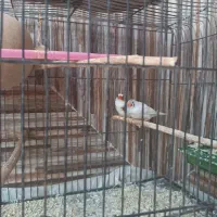 فنچ یک جفت با قفس وسایل|پرنده|ایرانشهر, |دیوار