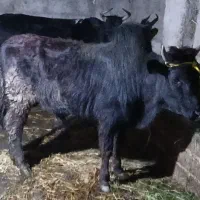 ورزای نر گوشتی وداشتی