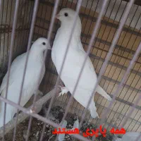 کبوتر پاپری|پرنده|اصفهان, جاوان|دیوار