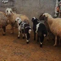 ۵راس گوسفند وبره درشت