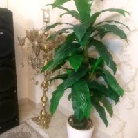 درختچه مصنوعی|گل مصنوعی|تهران, اتابک|دیوار