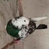 کبوتر پرشی|پرنده|اصفهان, سلطان‌آباد|دیوار