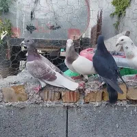 کفترپلاکی درجه 1