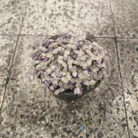 گل و گیاه آپارتمانی کالیسیا|گل و گیاه طبیعی|تهران, عبدلآباد|دیوار