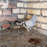 ۲عدد ترکیه ماده
