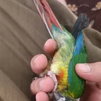 طوطی گرینچیک سه ماه نیم فول اهلی|پرنده|سنندج, |دیوار