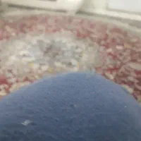 کبوتر اصفهانی