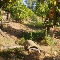 نیم هکتار باغ انگوروگردوبایک سهم آب ازموتور برقی