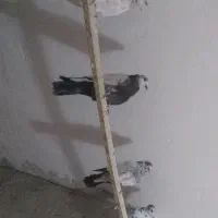 کبوتر پروازی|پرنده|رشت, شهرک قدس|دیوار