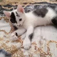 گربه dsh|گربه|اصفهان, گلزار|دیوار