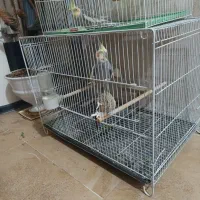 عروس هلندی نر