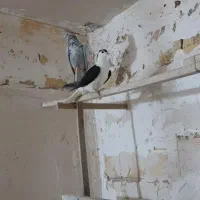 ماده سرور،،ماده پلاس
