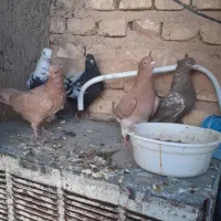 ۵ تا کفتر بهبهانی نر هوایی باهم ۵۰۰|پرنده|شیراز, شهرک زینبیه|دیوار