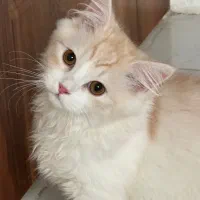 پرشین عروسکی ناز