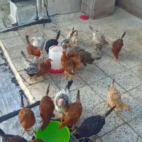 مرغ و خروس رسمی