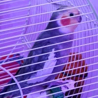 عرس هلندی سینامون|پرنده|خرمشهر, |دیوار