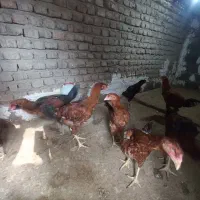 مرغ وخروس دورگ لاری