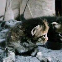 گربه