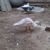 سیکا فروشی