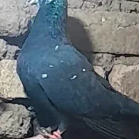 کبوتر|پرنده|سبزوار, قصبه غربی|دیوار