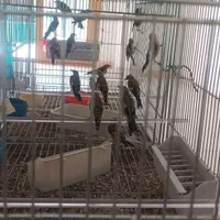 جوجه سهره مهاباد|پرنده|اصفهان, پزوه|دیوار