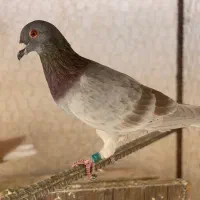 اقون دو خط نر