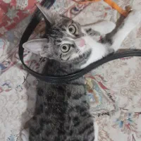 واگذار رایگان گربه ماده ۴ ماهه