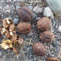 گردو امسال خشک شوده