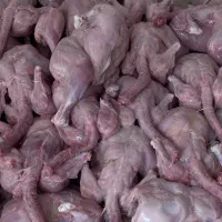 عذای سگ و گربه