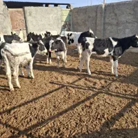 گوساله|حیوانات مزرعه|فیروزه, |دیوار