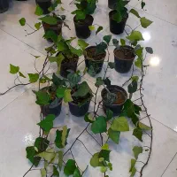 پاپیتال پیچک رونده