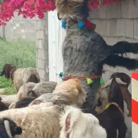 نرمیش روزگاری