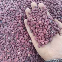 لوبیا قرمز درجه یک محلی