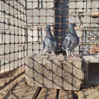 جوجه پلاکی خاص|پرنده|آذرشهر, |دیوار