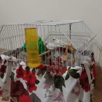 فنچ جفت خورده|پرنده|هشتگرد, هشتگرد قدیم|دیوار