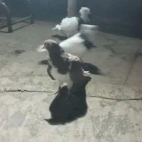 کفتر رنگه|پرنده|مشهد, کوی دروی|دیوار