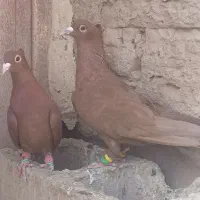 کبوتر کرمانی|پرنده|ملکآباد, |دیوار