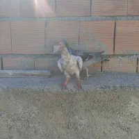 دوعدد کفترقلدر