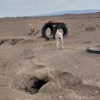 سگ سفید گله دروشت سبزوار|سگ|سبزوار, جهاد کشاورزی|دیوار