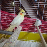 عروس هلندی ماده