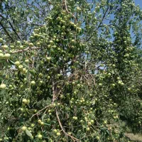 سیب‌مخصوص‌سرکه
