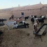 بز زاییده جوان|حیوانات مزرعه|سبزوار, قصبه غربی|دیوار