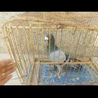 کفتر|حیوانات مزرعه|یزد, |دیوار
