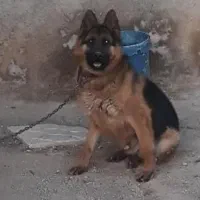 سگ ژرمن نروماده و پاکوتاه نر
