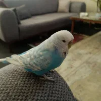 مرغ عشق انگلیسی
