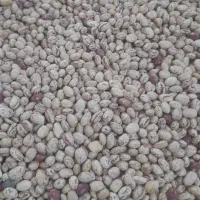 لوبیا چیتی درجه یک بار امسال فریدن