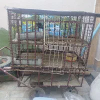 گاری قفس ضد گلوله|لوازم جانبی حیوانات|زاهدان, |دیوار