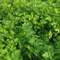 سبزی خورشتی درجه یک|خوردنی و آشامیدنی|اندیمشک, |دیوار